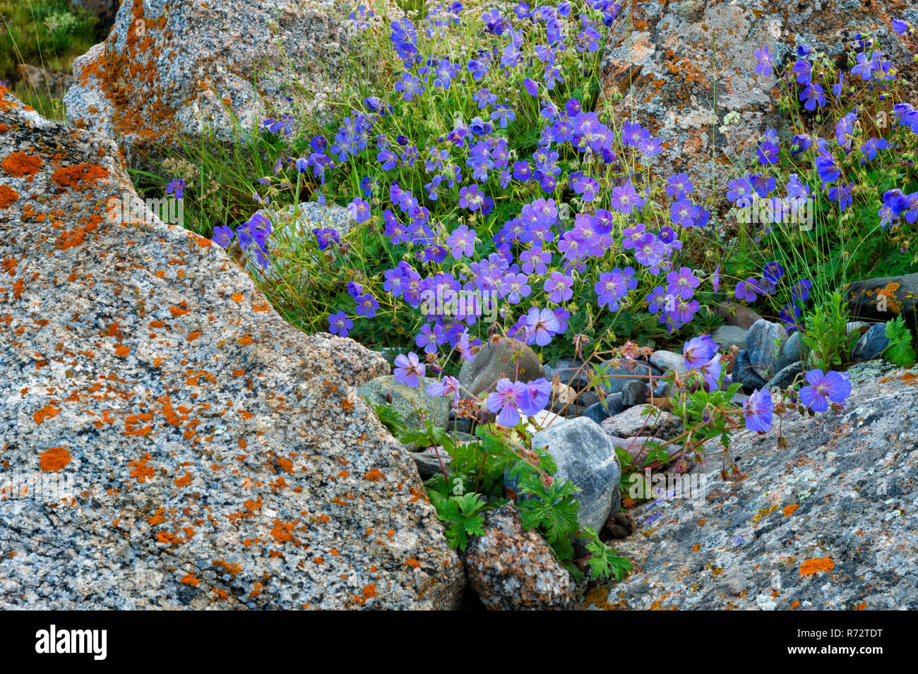 Geranium collinum growing between rocks covered with lichen, Naryn gorge, Naryn Region, Kyrgyzstan Stock Photo