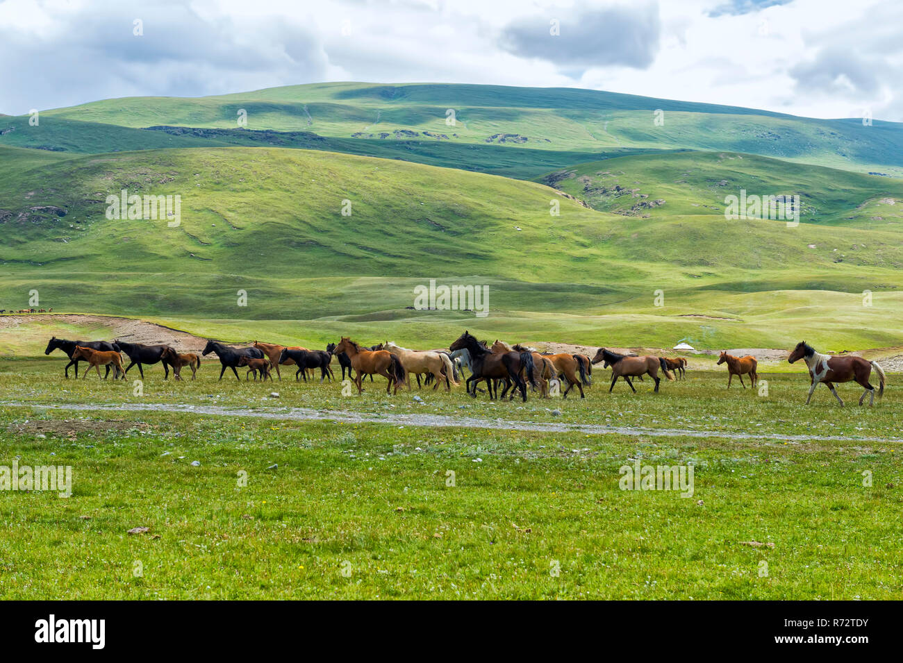 Horses running in Naryn gorge, Naryn Region, Kyrgyzstan Stock Photo