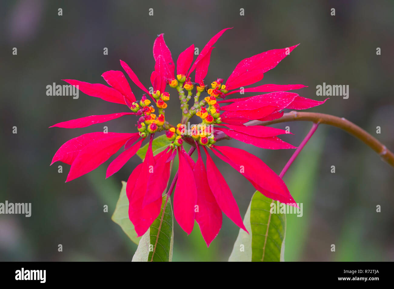 Nepalese Poinsettia Christmas Star Red Flower (Euphorbia pulcherrima), Pokhara, Nepal Stock Photo