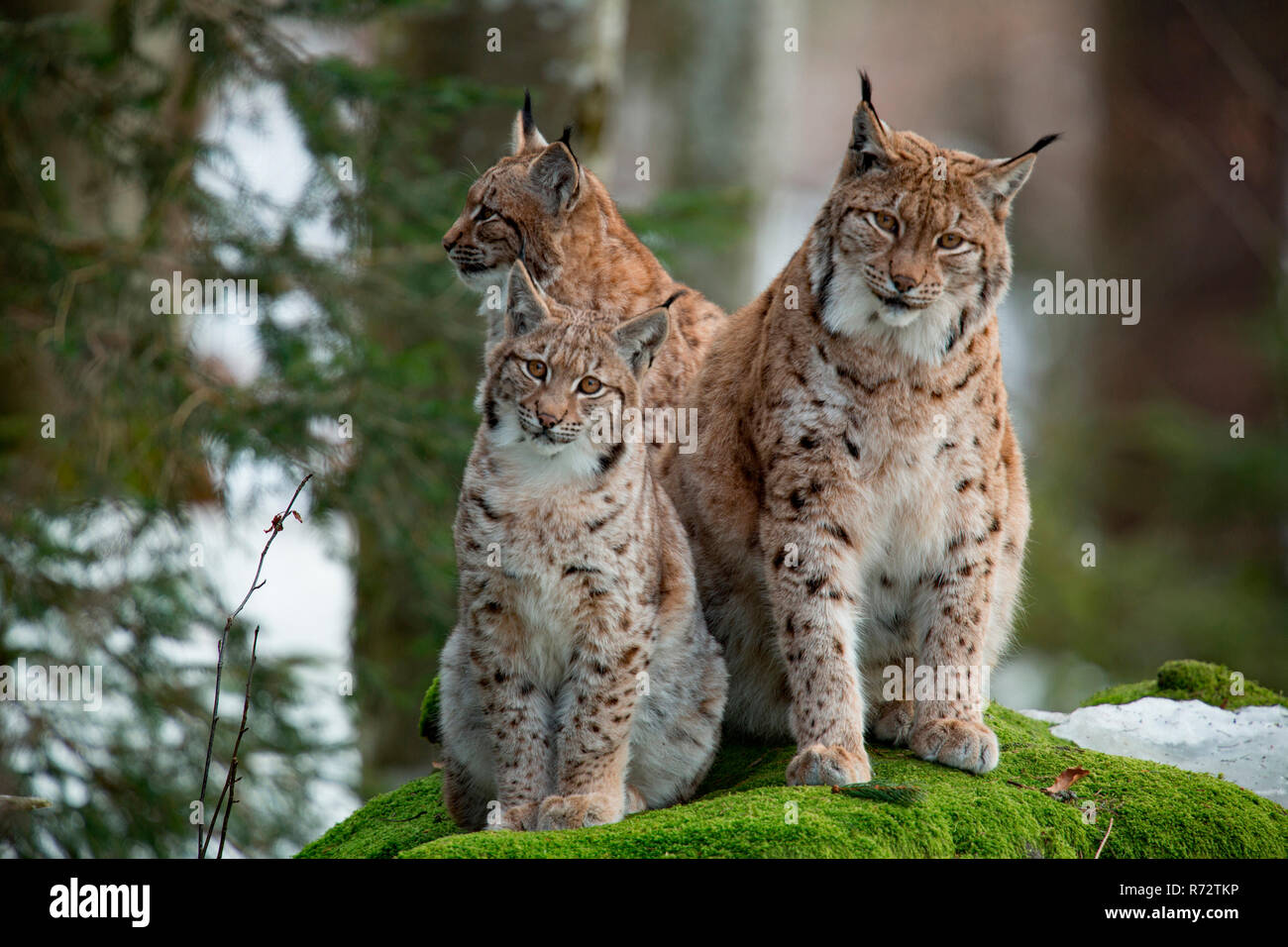 Eurasian lynx with cubs, (Lynx lynx) Stock Photo