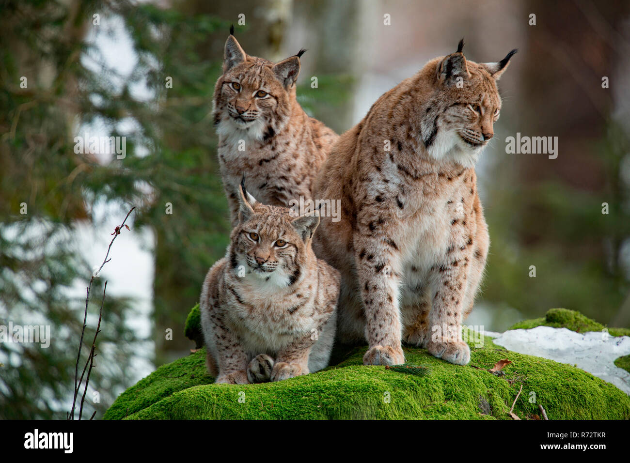 Eurasian lynx with cubs, (Lynx lynx) Stock Photo