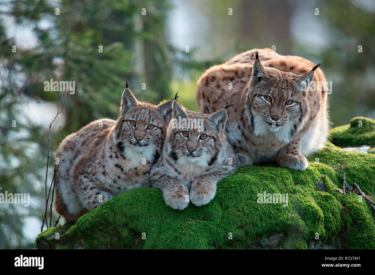 Eurasian lynx with cubs, (Lynx lynx) Stock Photo