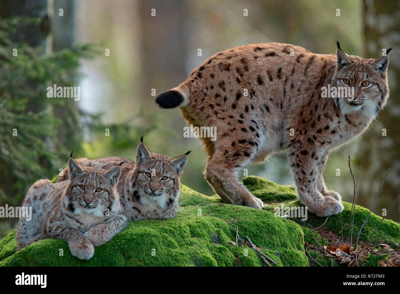 Eurasian lynx with cubs, (Lynx lynx) Stock Photo