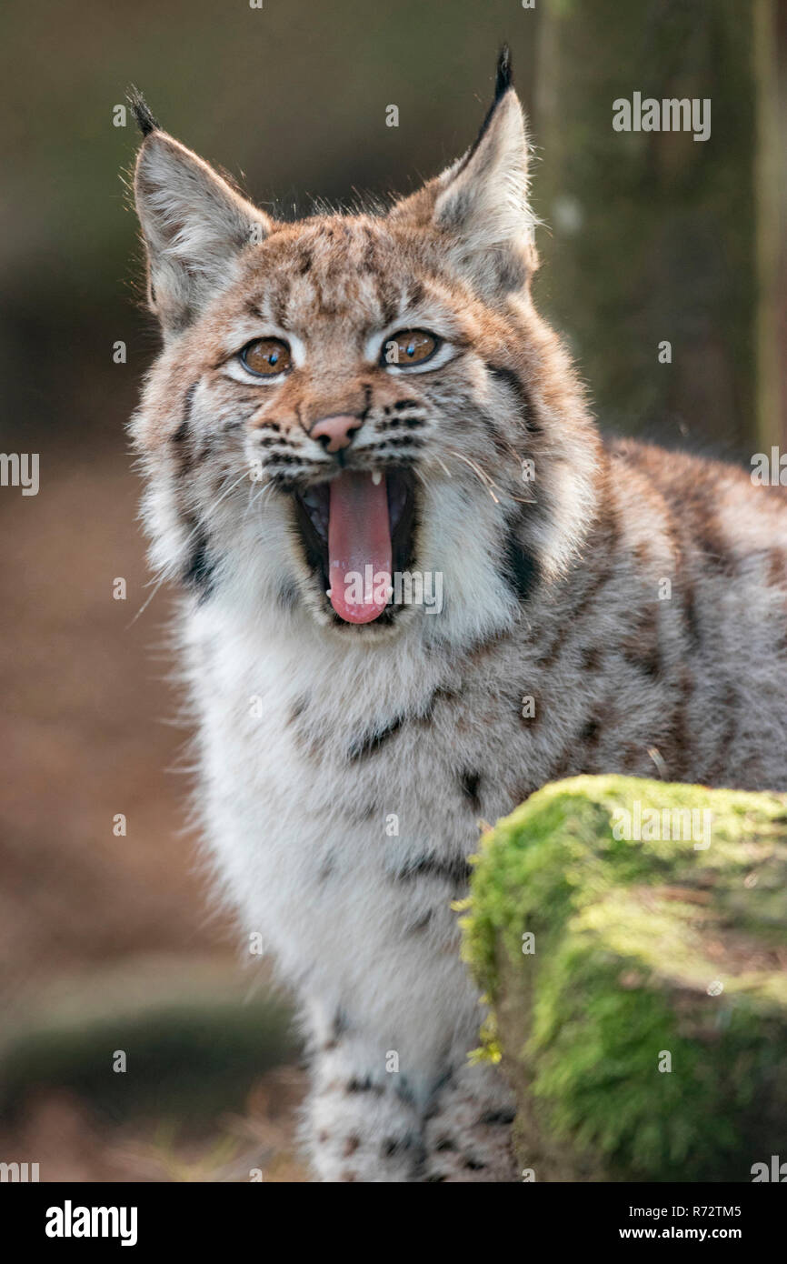 Eurasian lynx, cub, (Lynx lynx) Stock Photo