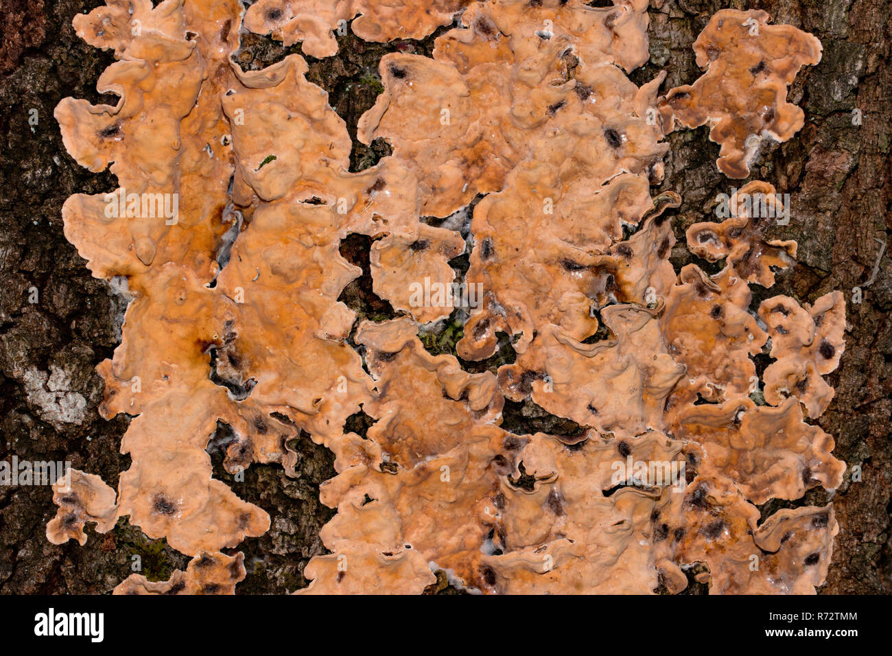 bleeding broadleaf crust, (Stereum rugosum) Stock Photo