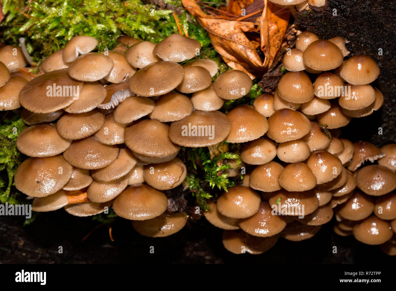 Bonnet mushroom, (Mycena tintinnabulum) Stock Photo