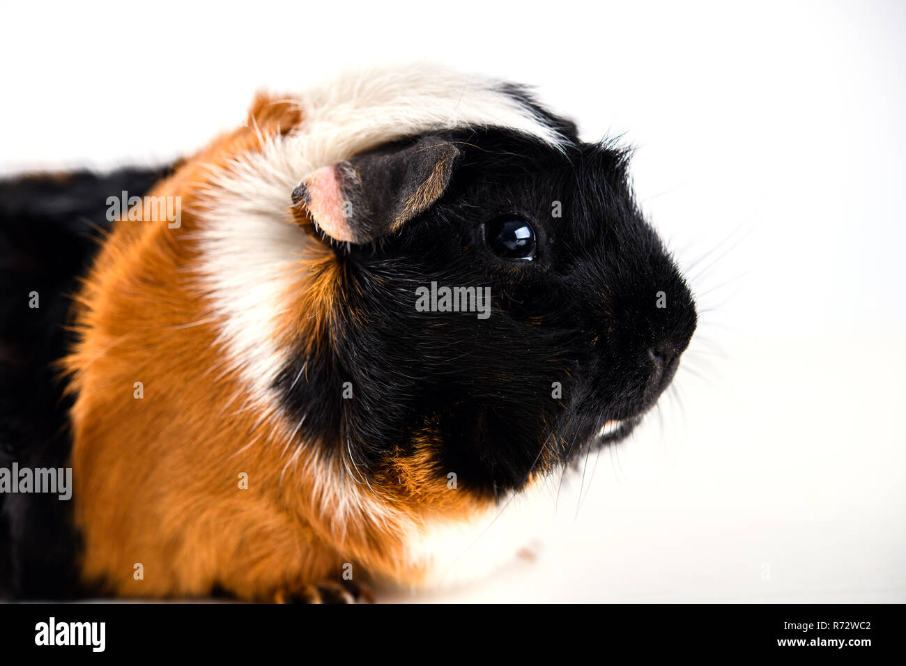 black,white and red guinea pig Stock Photo