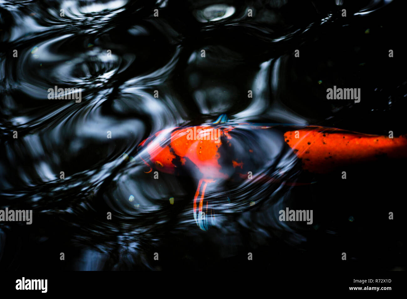 Twilight In Koi Pond >> Nishikigoi Stock Photos Nishikigoi Stock Images Alamy Twilight In Koi Pond >> Nishikigoi Stock Photos Nishikigoi Stock Images Alamy