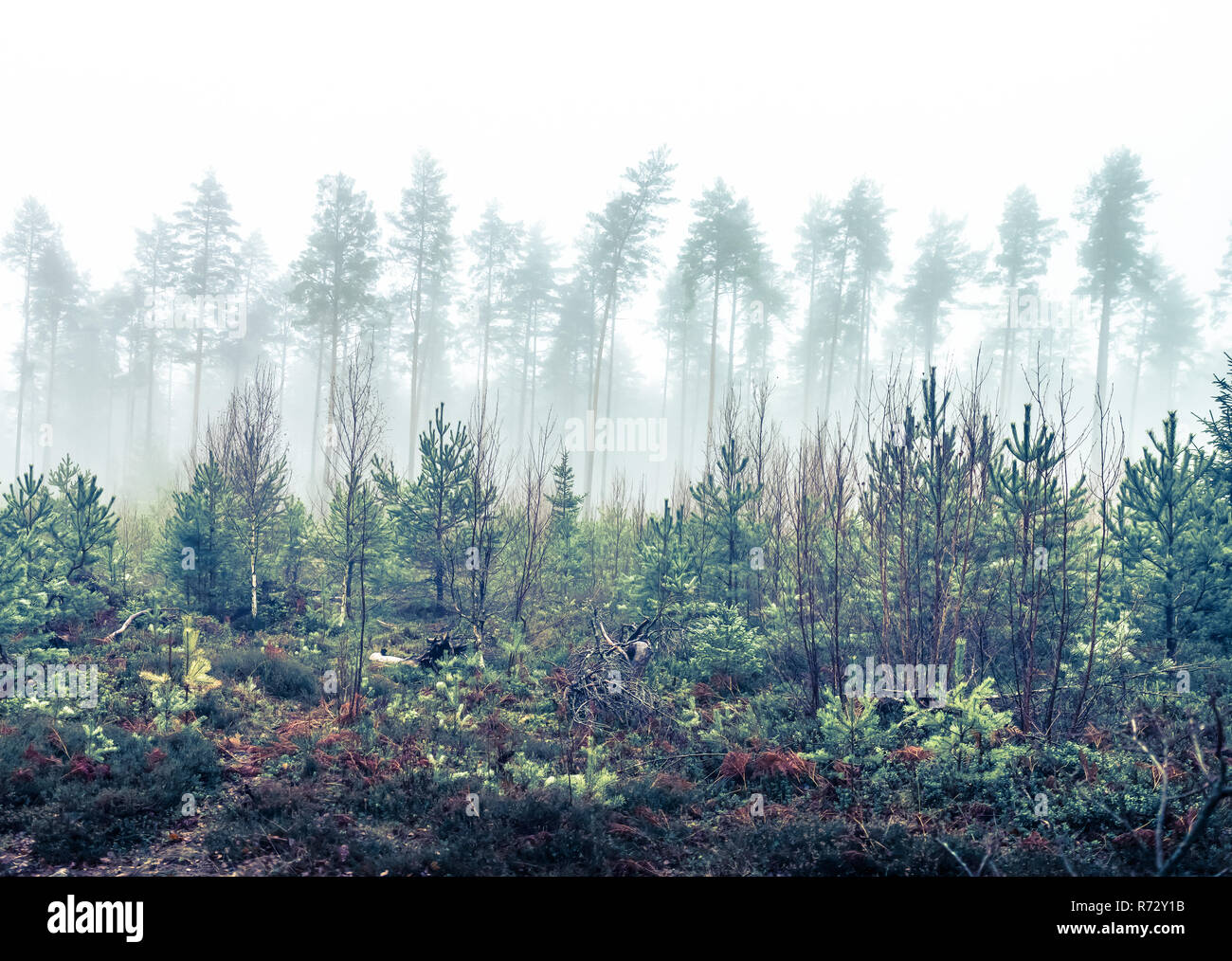 A foggy autumn forest landscape Stock Photo - Alamy