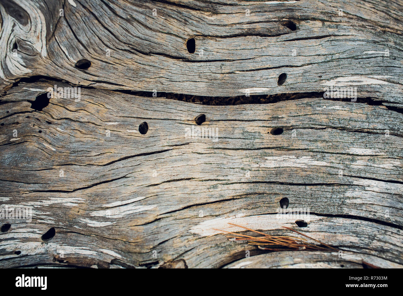 Tree Ring Spiling Spil tree. Rings near a tree. Texture for design or background Stock ...