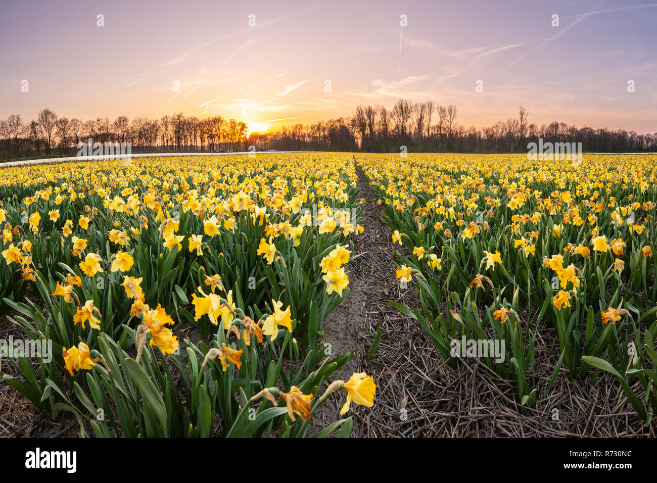 Colorful blooming flower field with yellow Narcissus or daffodil during