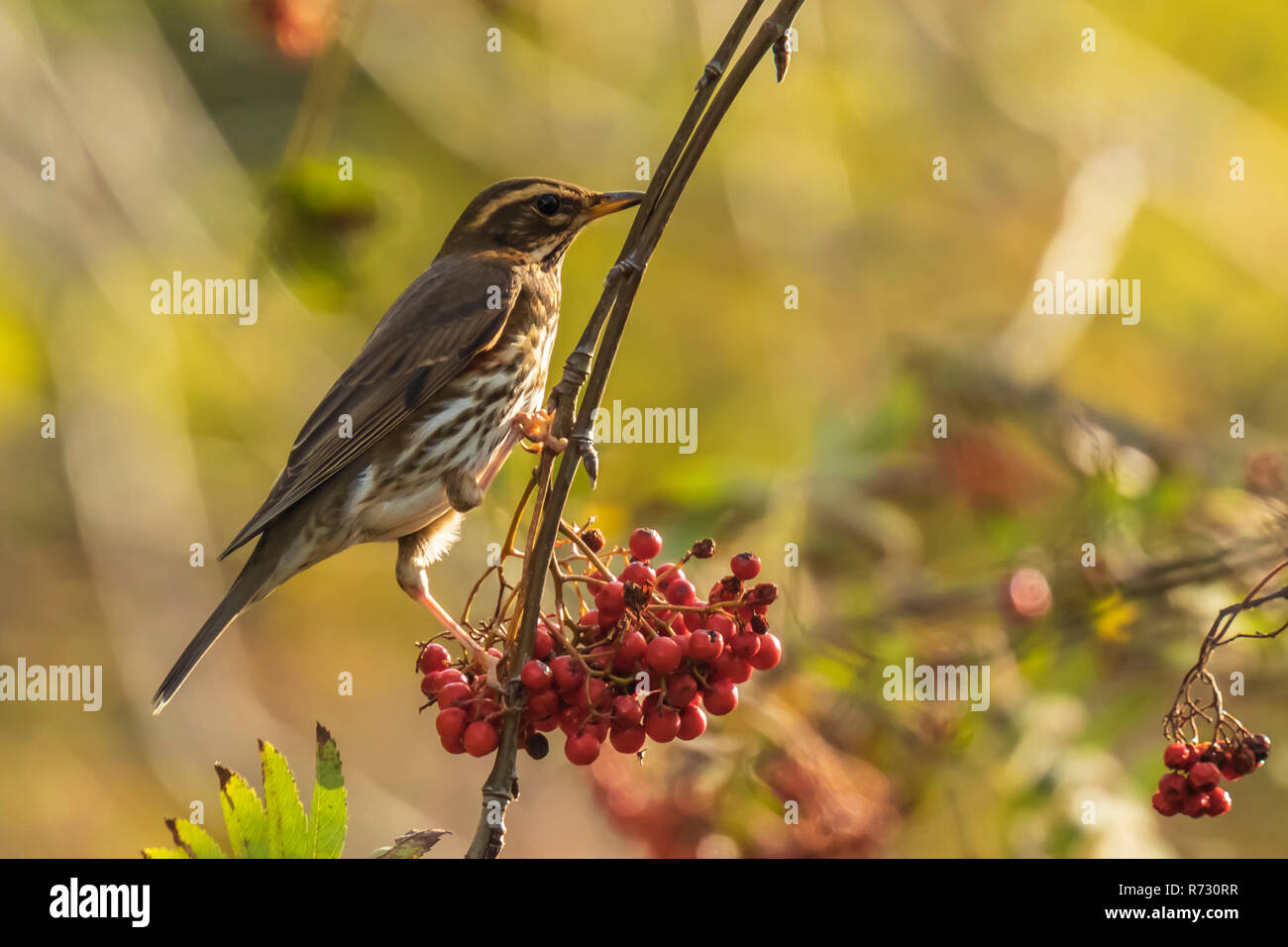 A redwing bird, Turdus iliacu, eating orange berries of Sorbus aucuparia, also called rowan and mountain-ash in a forest during Autumn season Stock Photo