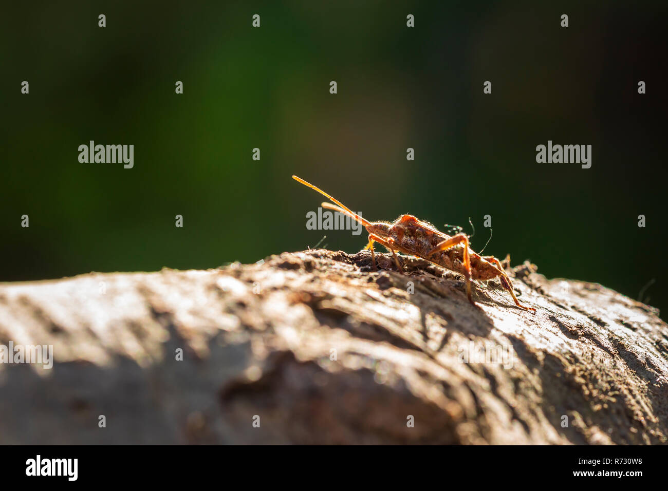 Western conifer seed bug insect, Leptoglossus occidentalis, or WCSB, crawling on wood in bright sunlight Stock Photo