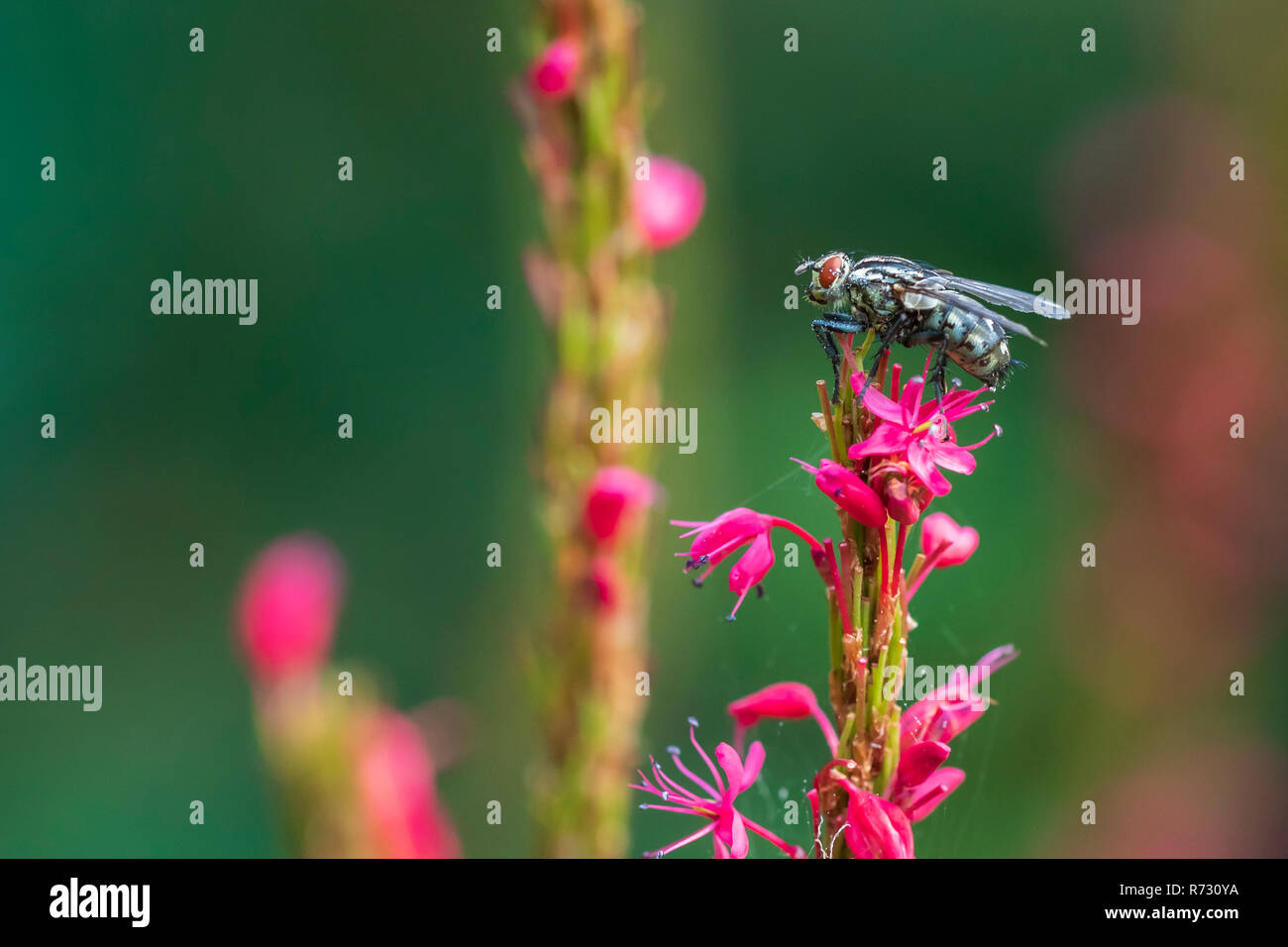 Red eyed flesh fly Sarcophagidae pollinating on pink flowers Stock Photo