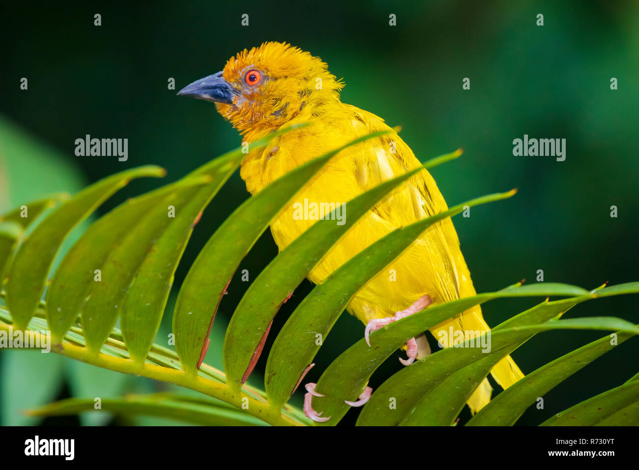 Male Eastern Golden Weaver bird Ploceus subaureus is common from Kenya to the Eastern Cape and as far inland as Malawi. Inhabits coastal plains, river Stock Photo