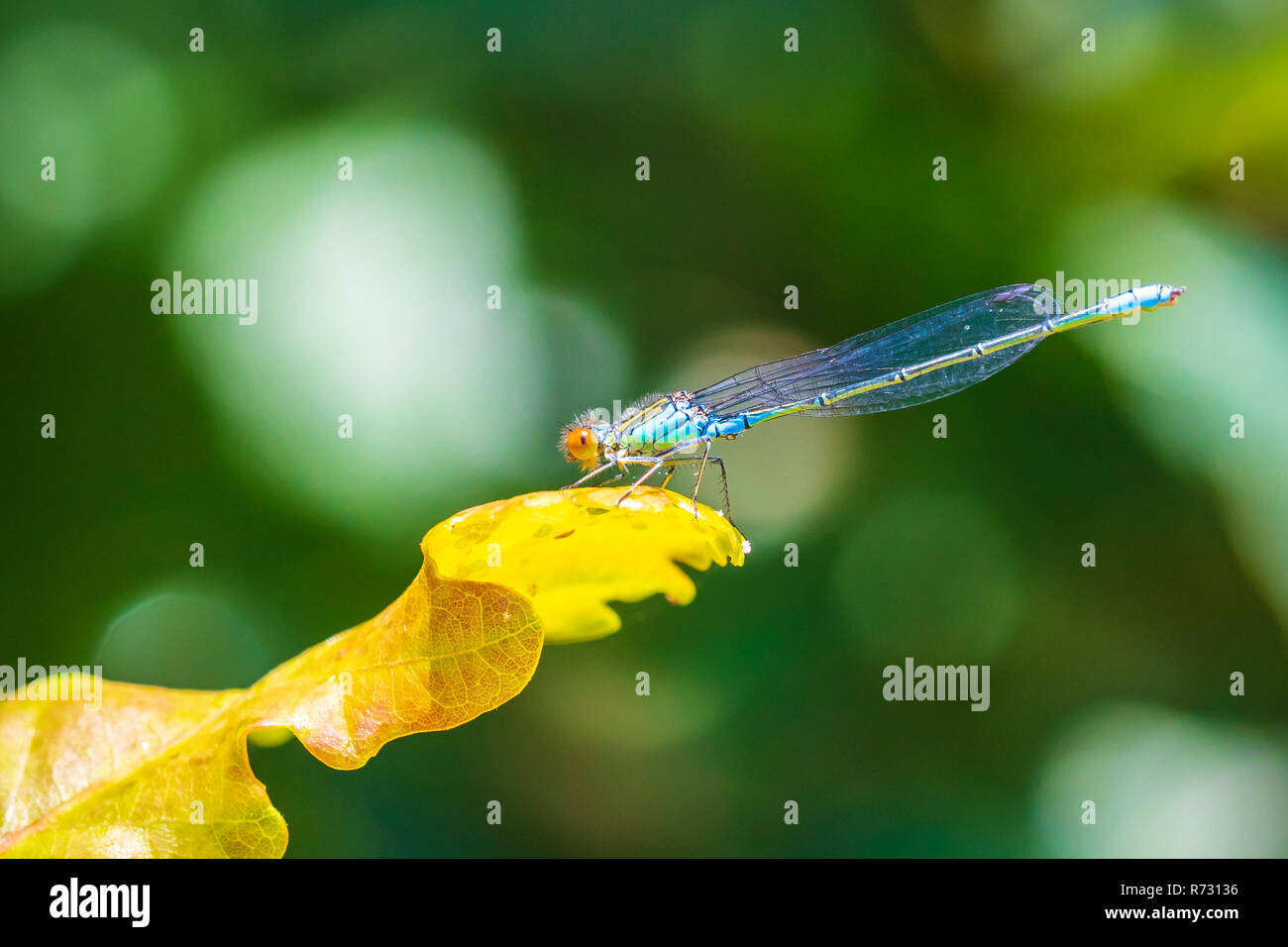 Closeup of a small red-eyed damselfly Erythromma viridulum perched in a forest. A blue specie with red eyes. Stock Photo