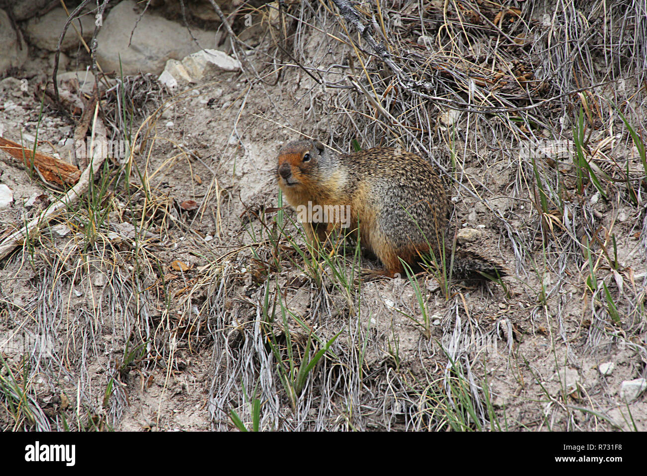 Richardson ground squirrel hi-res stock photography and images - Alamy