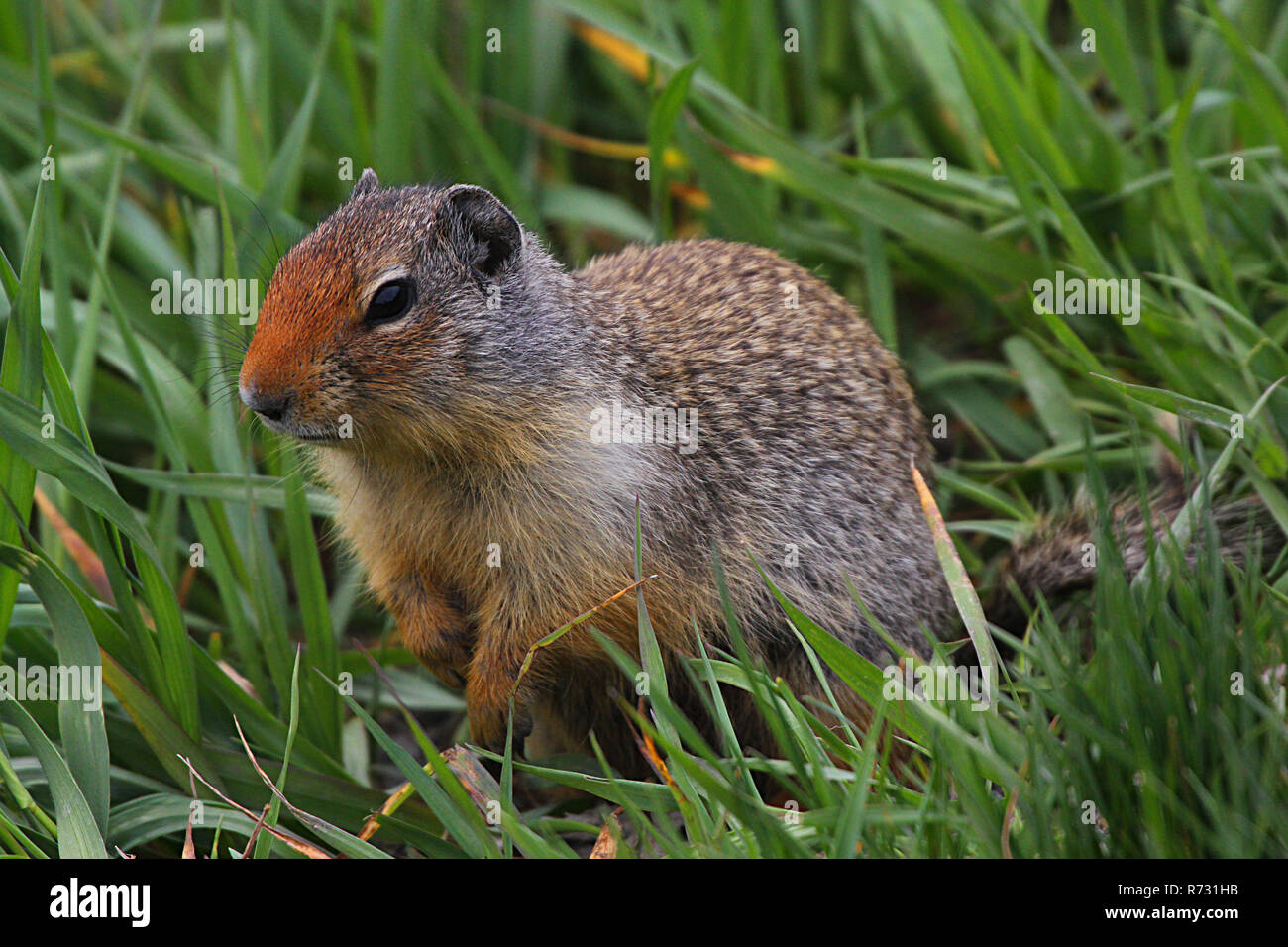 Richardson Ground squirrel or gopher, Alberta, Canada. Stock Photo