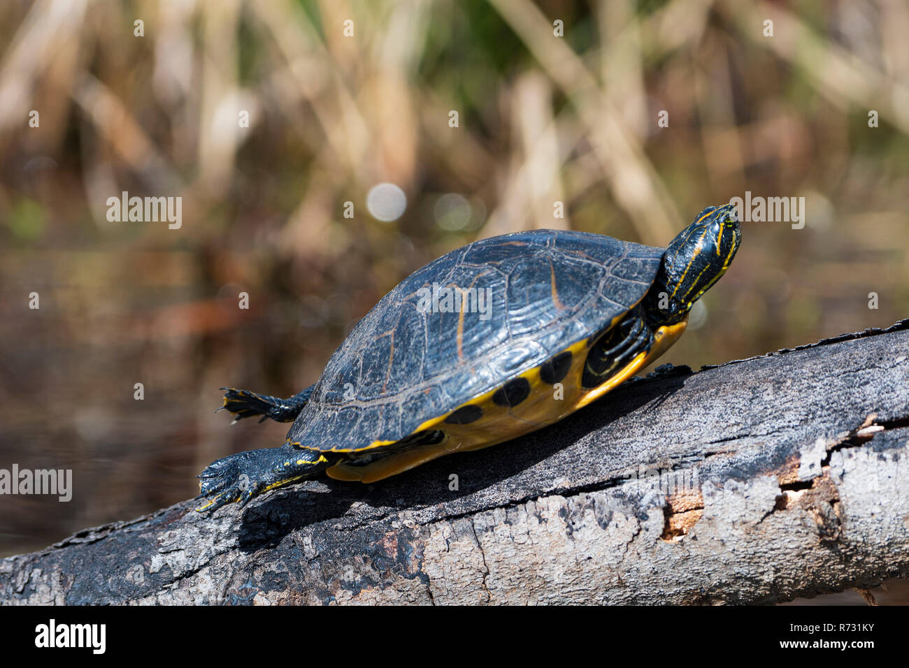 Basking Yellow River Slider Turtle Stock Photo