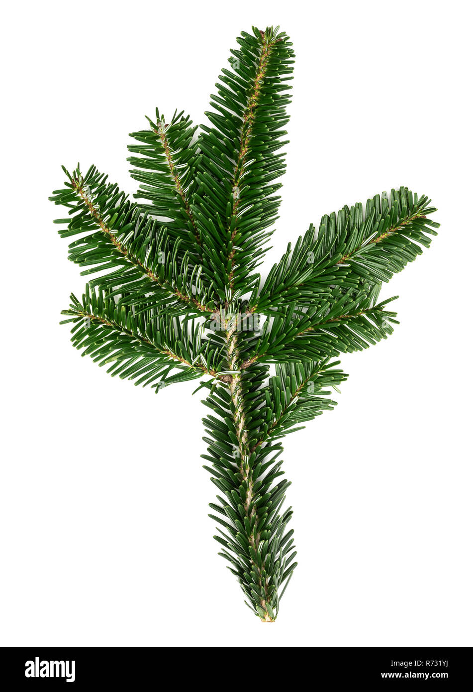 fir twig or branch isolated on white background Stock Photo