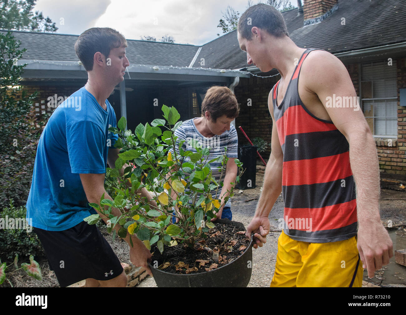 Flood victims carry a potted plant from their flood-damaged home, Sept. 4, 2016, in Denham Springs, Louisiana. Stock Photo