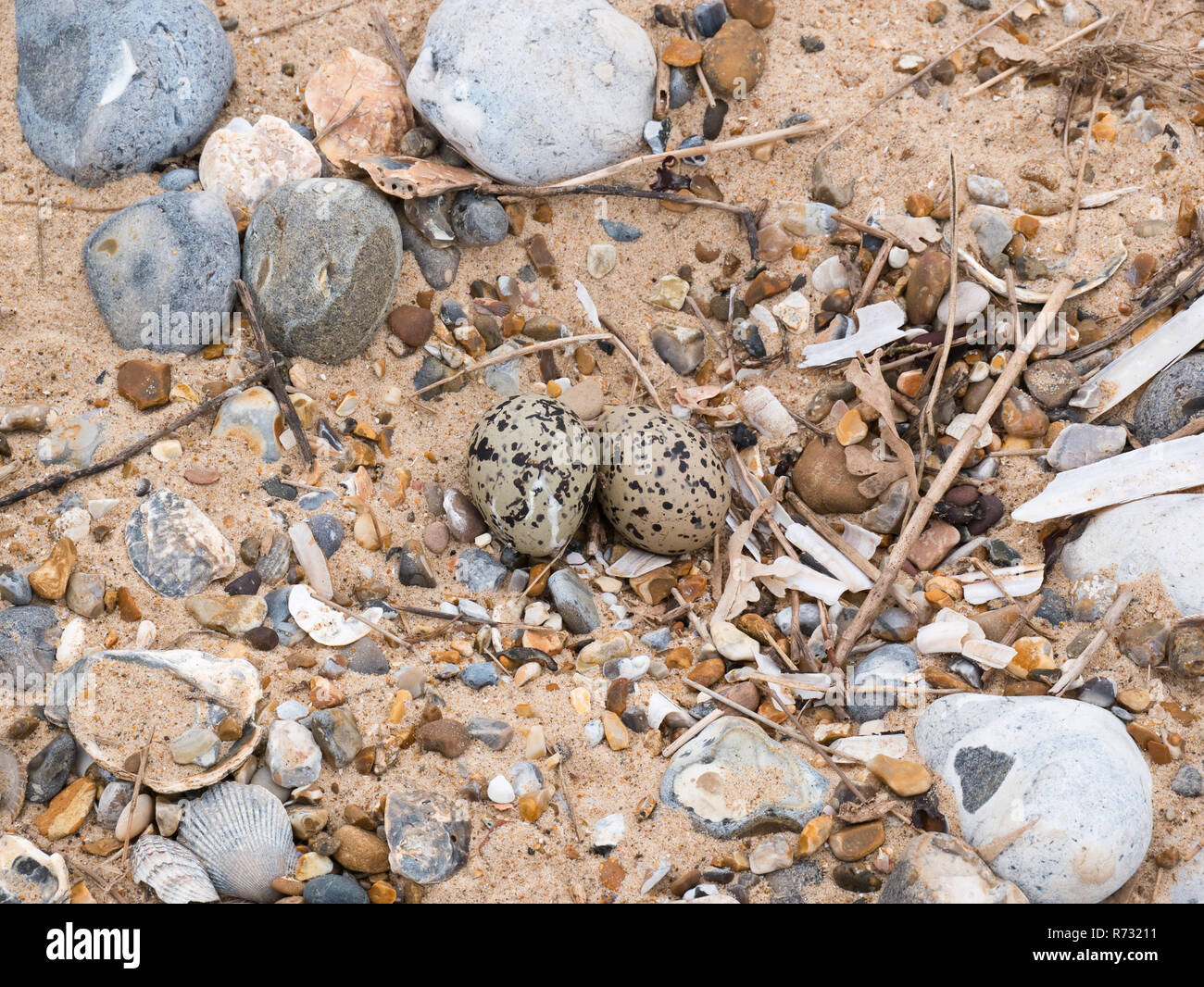Oystercatcher eggs hires stock photography and images Alamy
