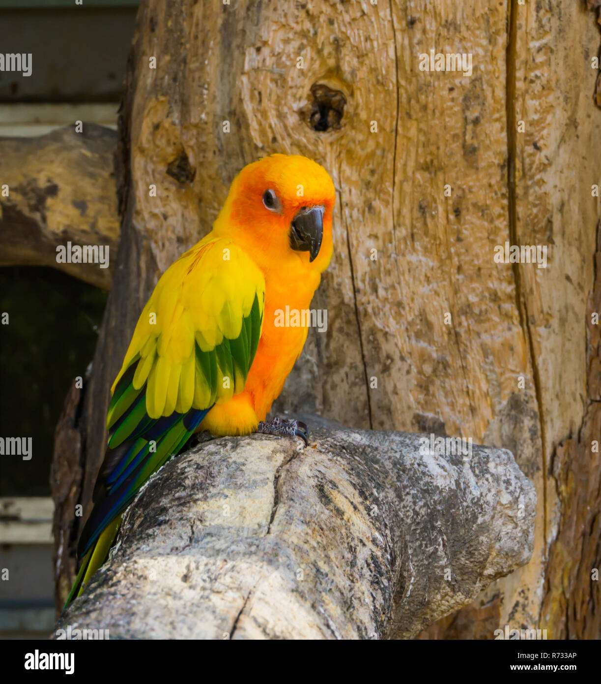 jandaya parakeet sitting on a tree branch in closeup, popular and ...