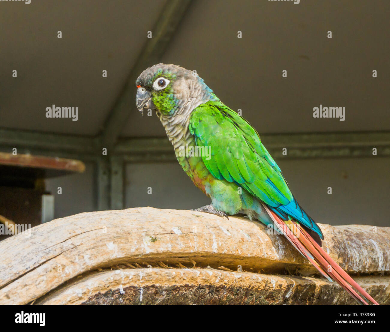 green cheeked parakeet from a side view, a tropical and colorful pet from brazil Stock Photo