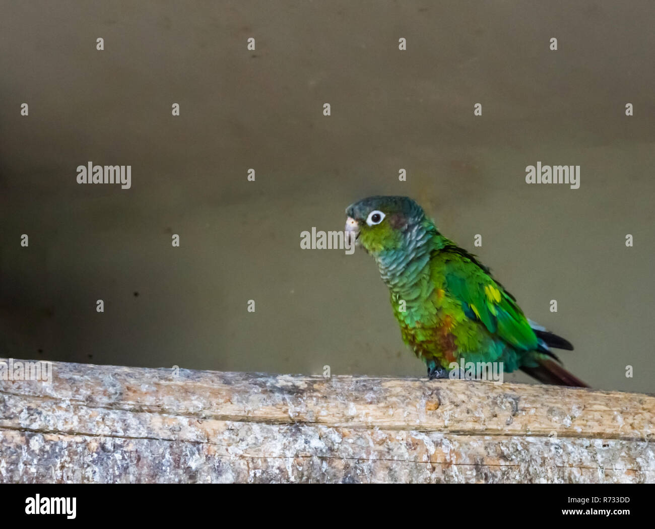 closeup of a green cheeked parakeet walking over a branch, a colorful small parrot from brazil Stock Photo