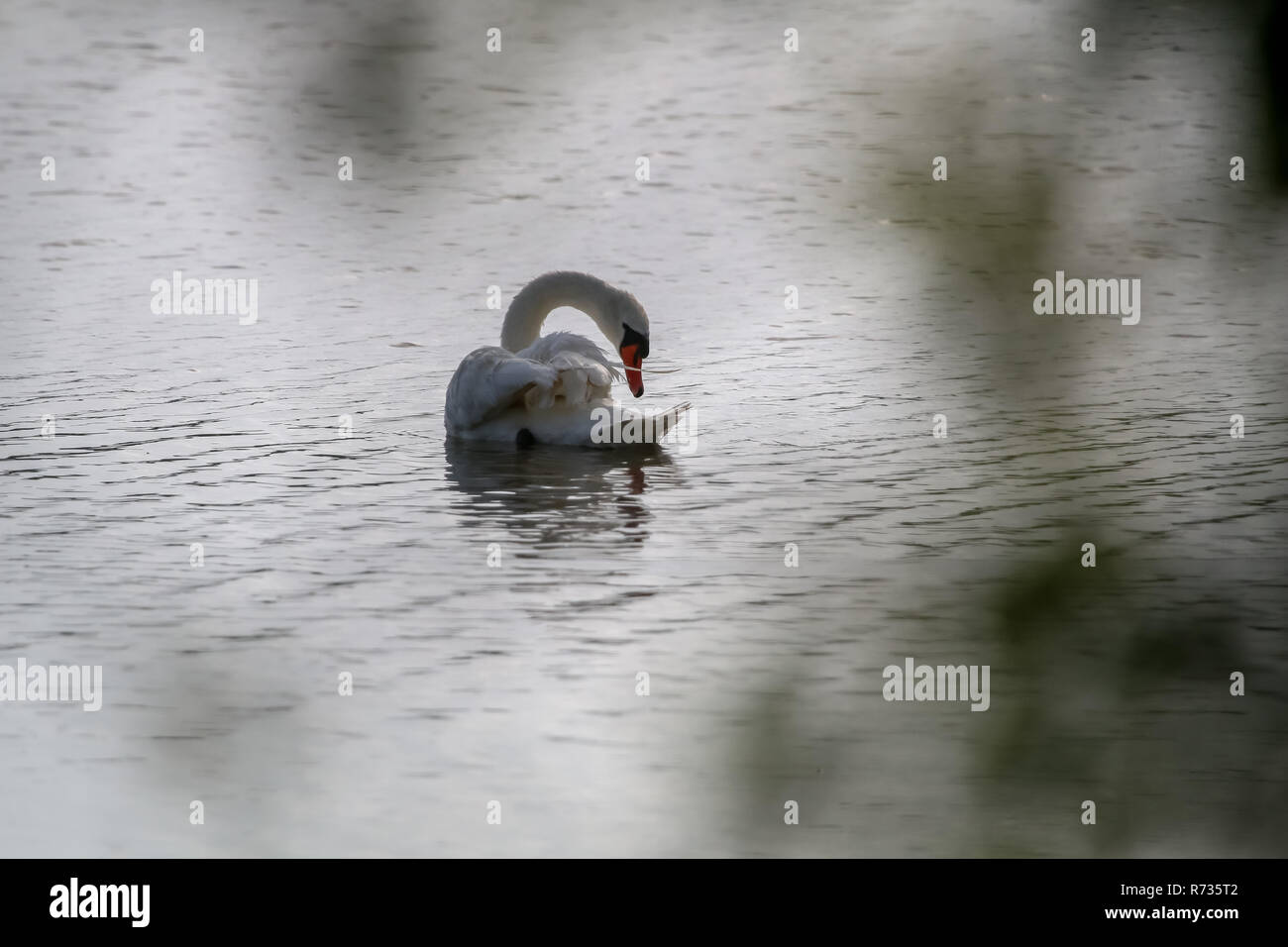Floating waterfowl swan, wild birds swimming on the lake, wildlife landscape. Swan swimming on lake in Kemeri National park. Amazing white swan bird s Stock Photo