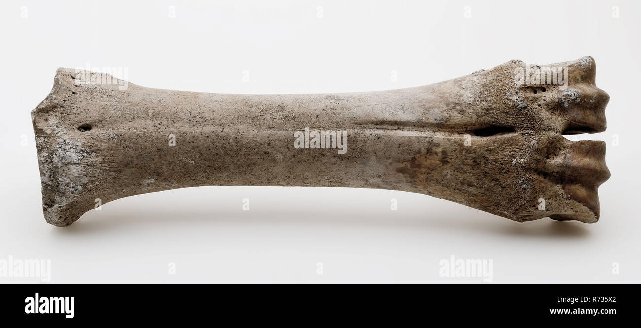 Cow leg bone hi-res stock photography and images - Alamy