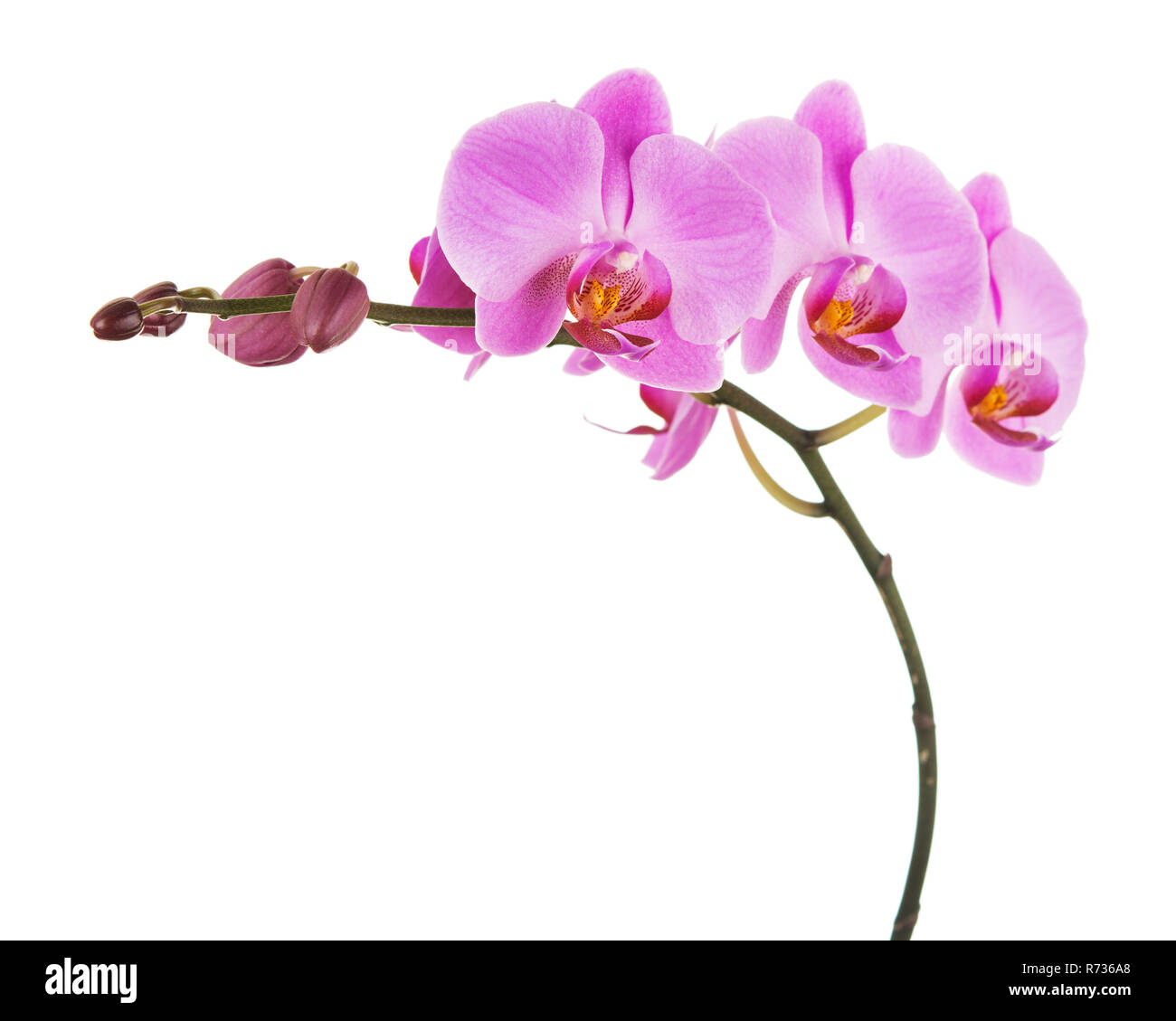Purple Phalaenopsis orchid flowers isolated on white background