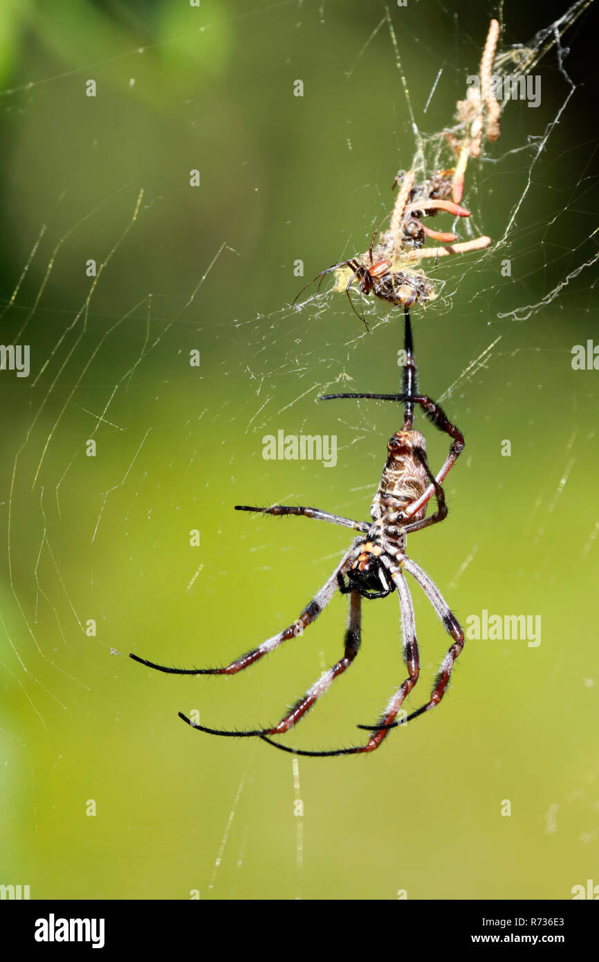 Golden Orb Spiders on their web Stock Photo Alamy