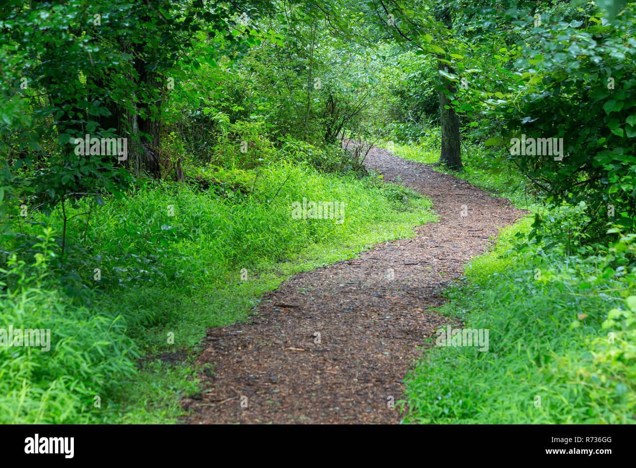 The Bridle Path winding into a lush green forest during the summer ...