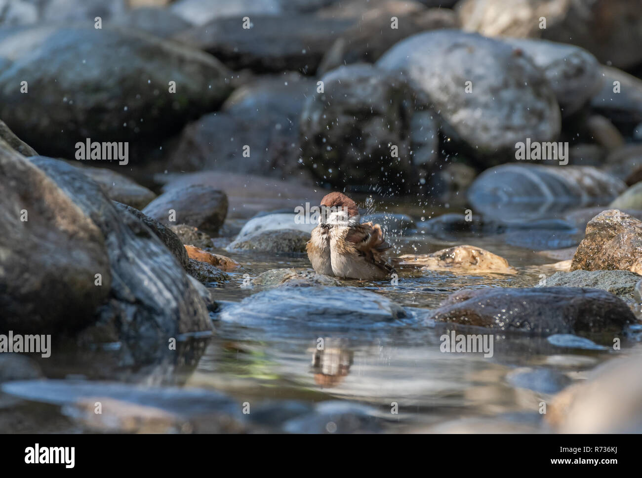 Eurasian Tree Sparrow [Passer montanus] having bath Stock Photo
