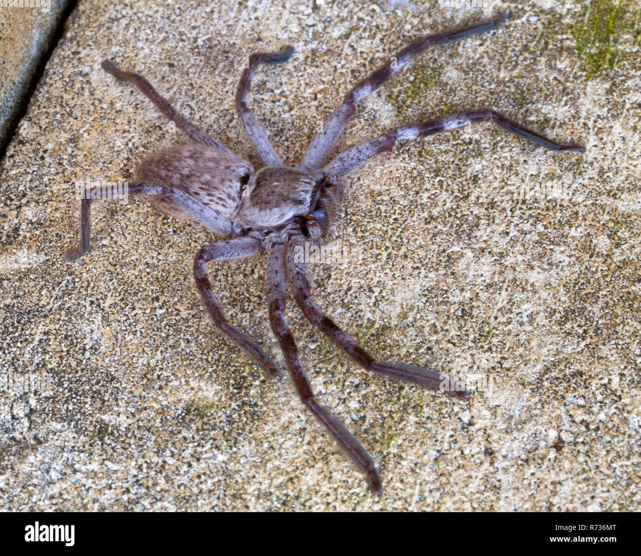 Australian Huntsman Spider Stock Photo