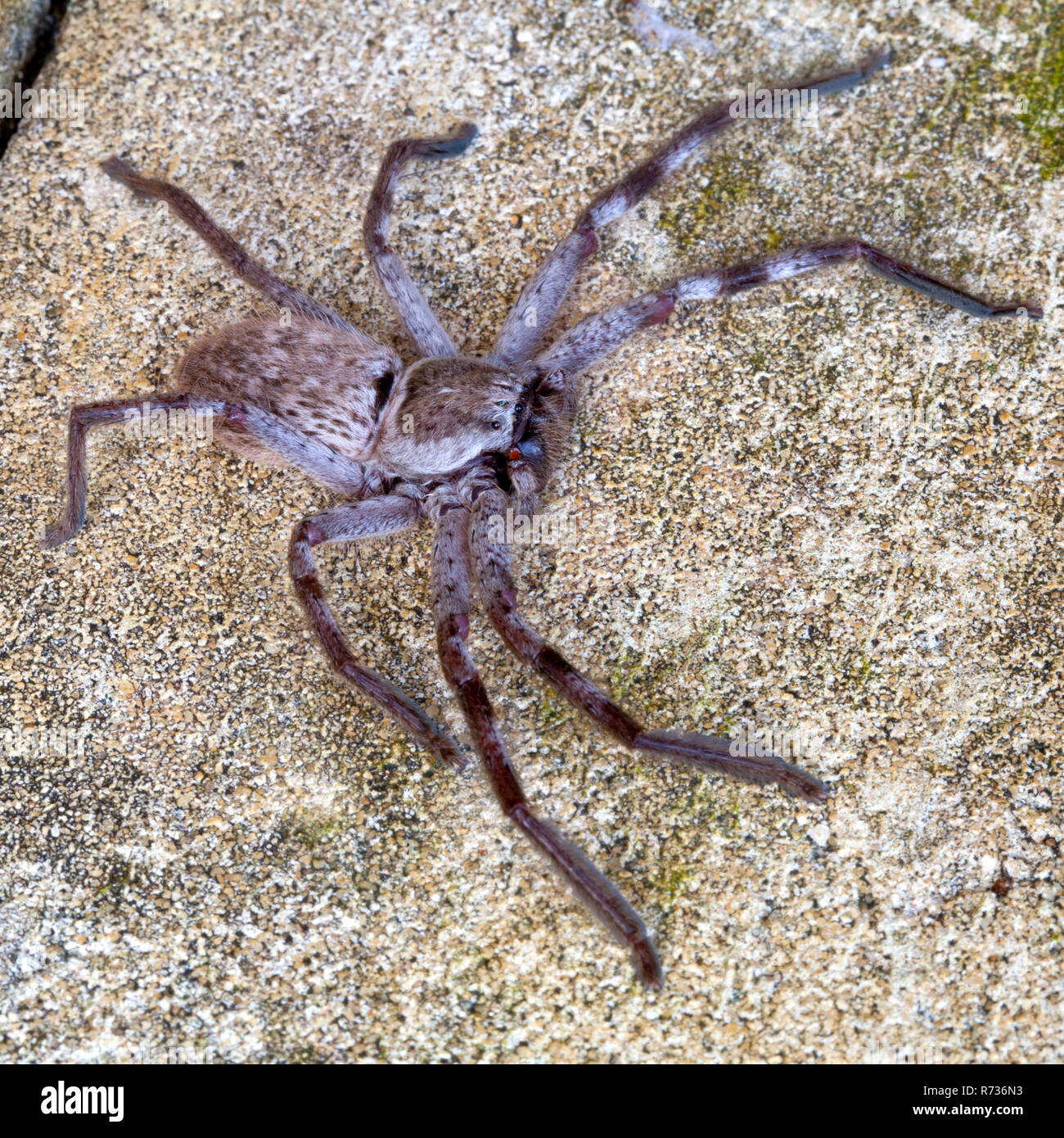 Australian Huntsman Spider Stock Photo