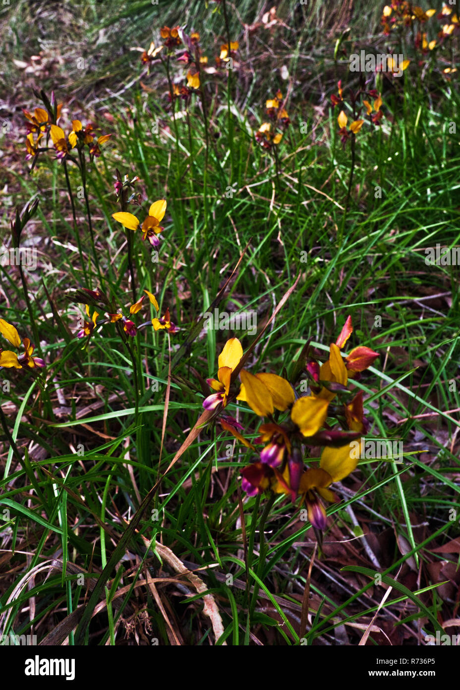 Diuris corymbosa | donkey orchid | wallflower orchid West Australian notive flower Stock Photo