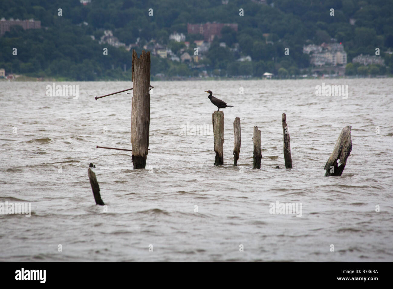 A double-crested cormorant perched on an old unused piling for a pier in the Hudson River. Piermont, New York Stock Photo