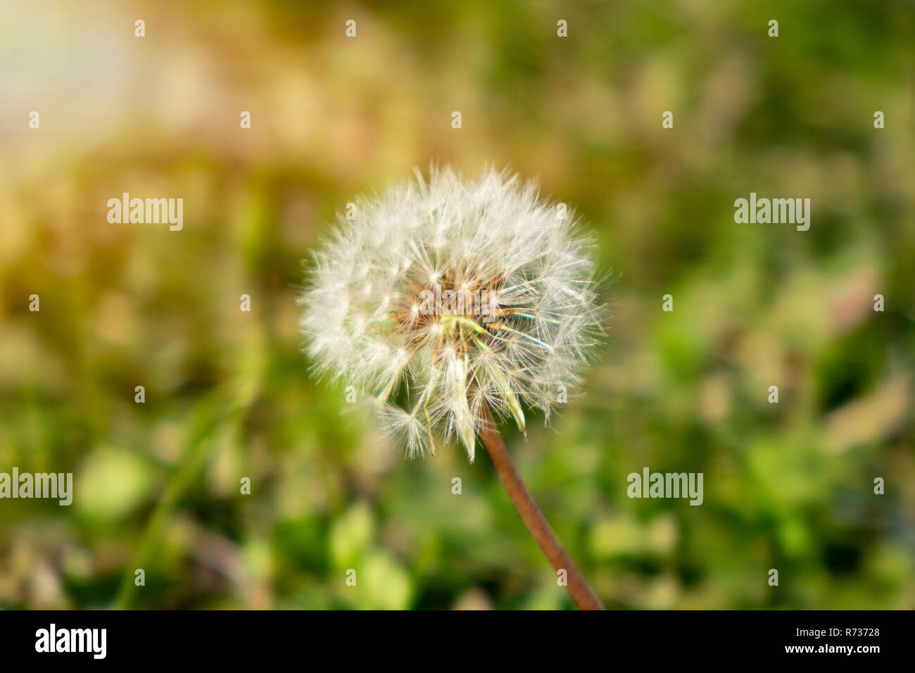 Dandelion on the meadow at sunlight background Stock Photo
