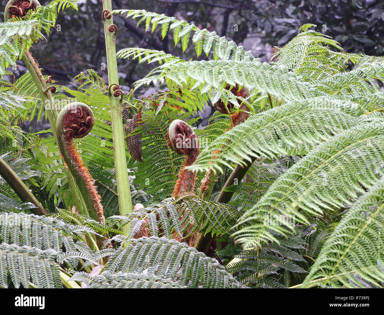Leaf sprouts of an Australian tree fern, Cyathea cooperi Stock Photo