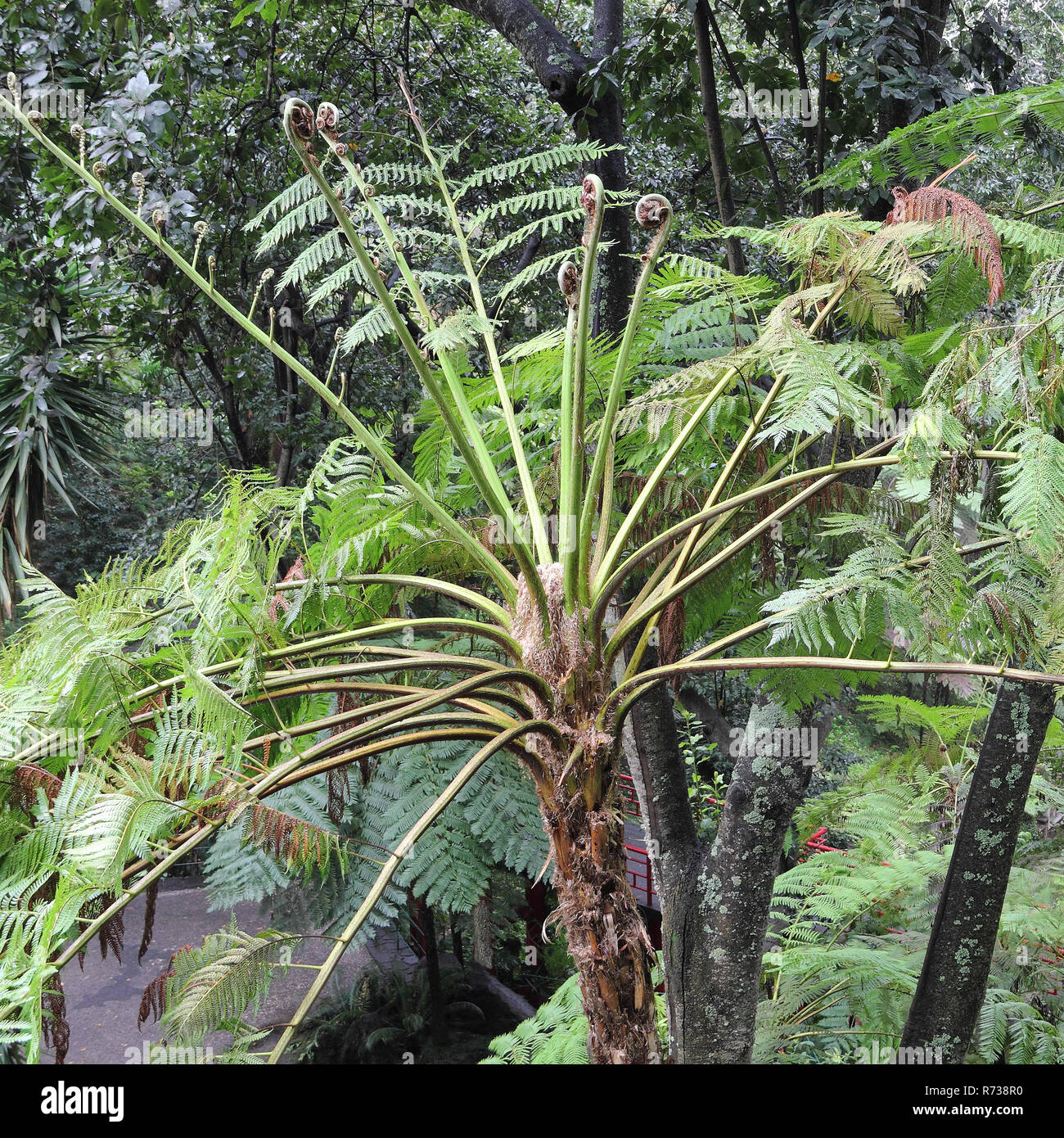 Frond of an Australian tree fern, Cyathea cooperi Stock Photo