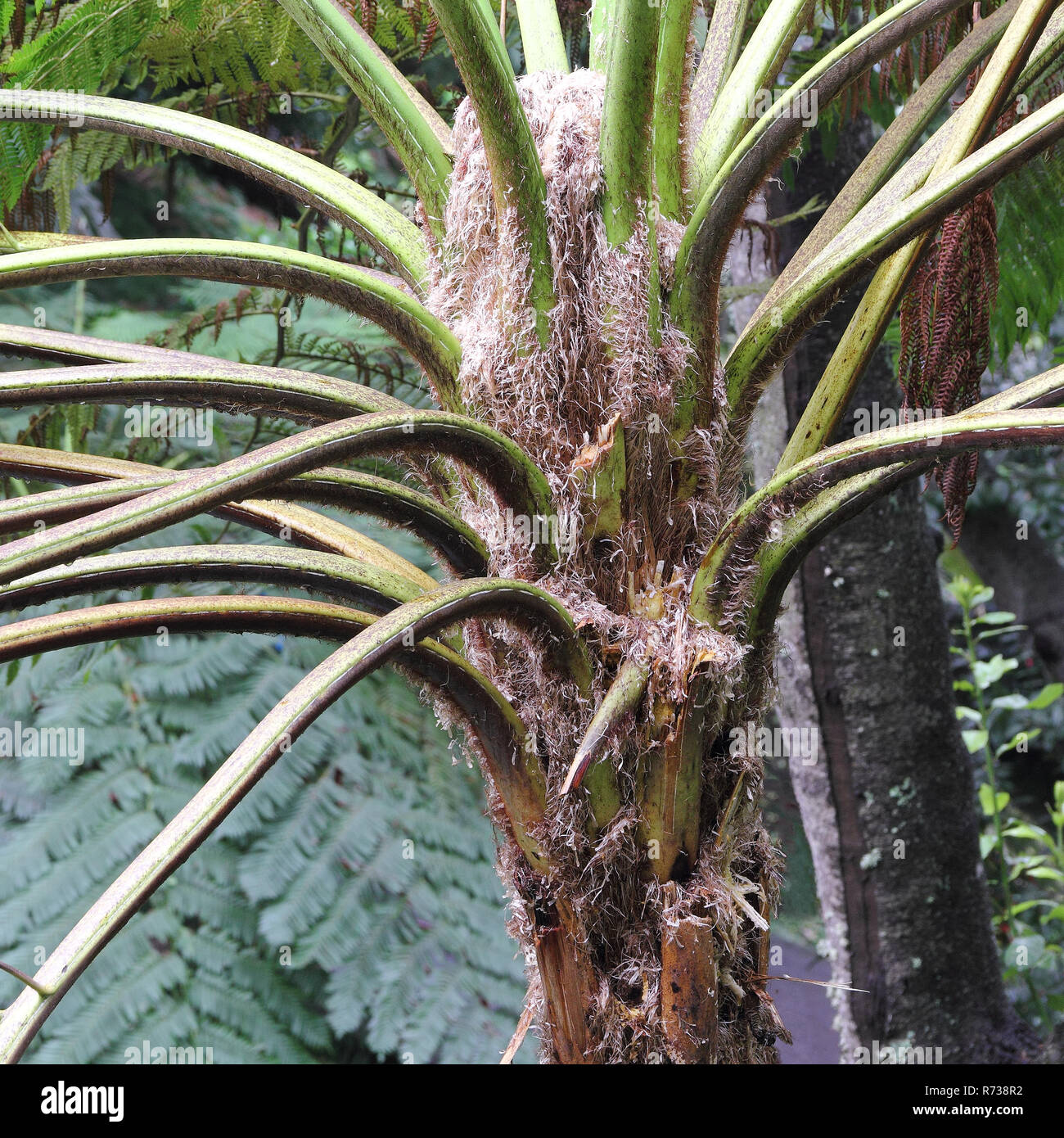 Apex of an Australian tree fern, Cyathea cooperi Stock Photo