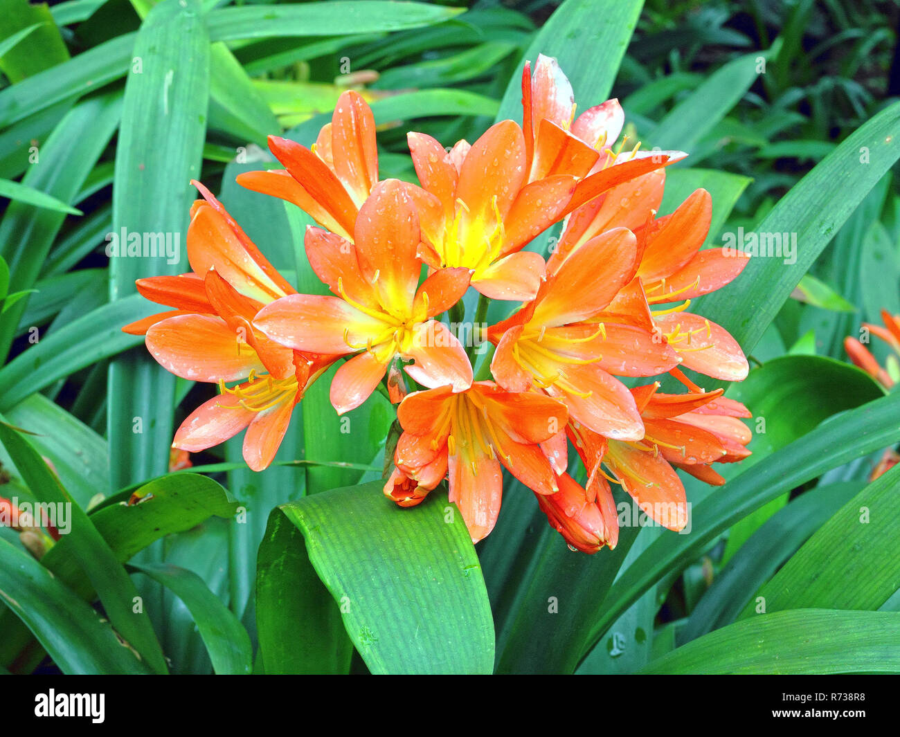 Cluster of orange Clivia flowers in rain, Clivia miniata, also called Natal lily Stock Photo