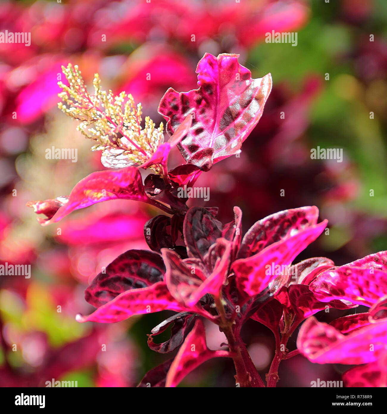 Purple leaves of Iresine herbstii in a park on Madeira Stock Photo