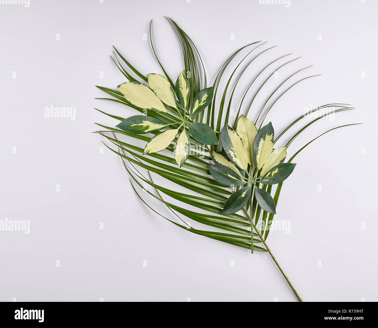 Tropical palm leaves on white hi-res stock photography and images - Alamy