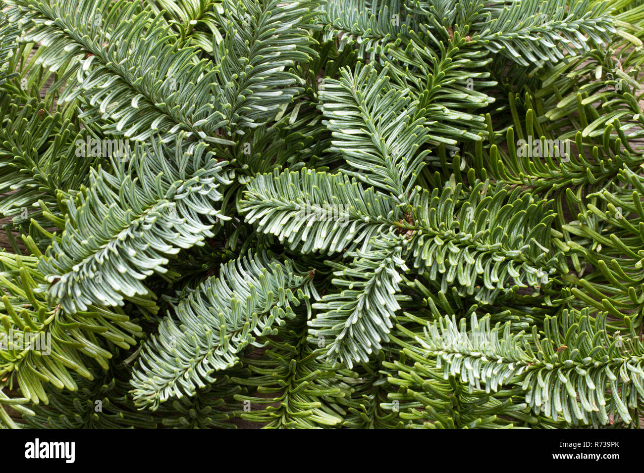 Fir tree texture hi-res stock photography and images - Alamy