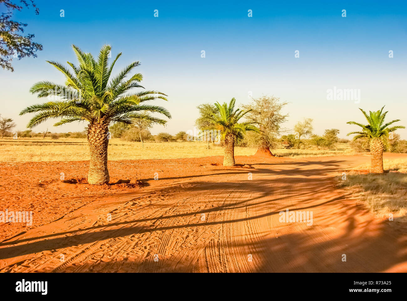 Sand road in the red Kalahari desert with some palm tree in Namibia, Africa Stock Photo