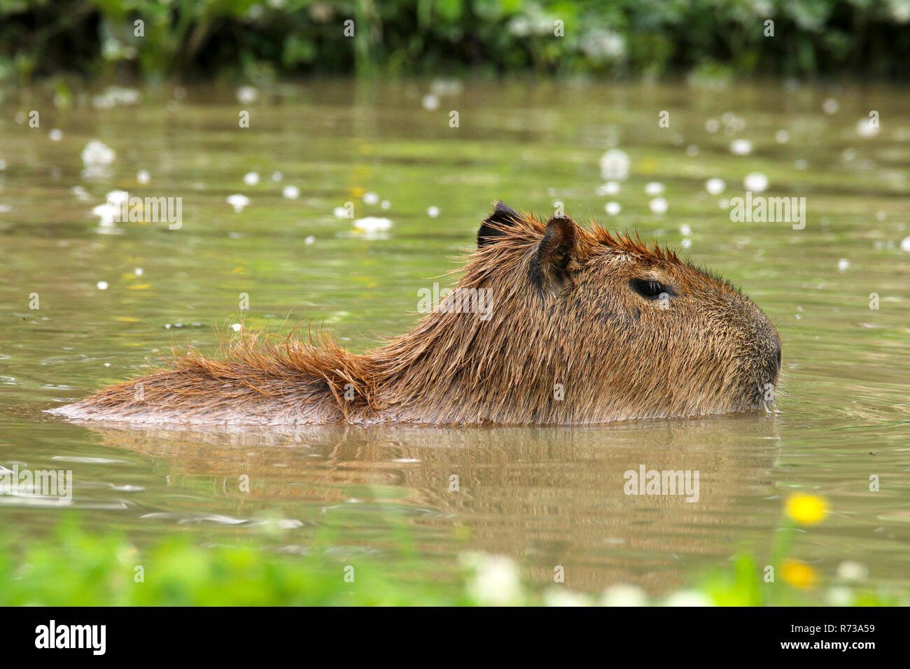 Chester zoo england hi-res stock photography and images - Alamy
