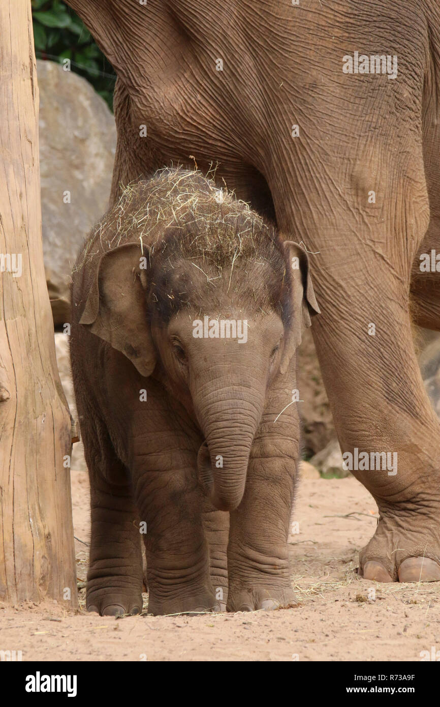 Asian elephants (elephas mazximus) at Chester Zoo, Chester, Cheshire